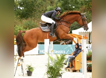 Hannoveraner, Wallach, 12 Jahre, 172 cm, Dunkelfuchs