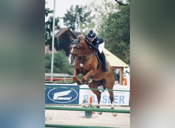 Hannoveraner, Wallach, 12 Jahre, 172 cm, Dunkelfuchs