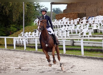 Hannoveraner, Wallach, 12 Jahre, 172 cm, Dunkelfuchs