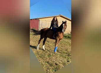 Hannoveraner, Wallach, 12 Jahre, 172 cm, Dunkelfuchs