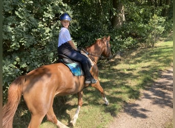 Hannoveraner, Wallach, 12 Jahre, 172 cm, Fuchs