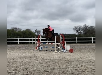 Hannoveraner, Wallach, 12 Jahre, 172 cm, Fuchs