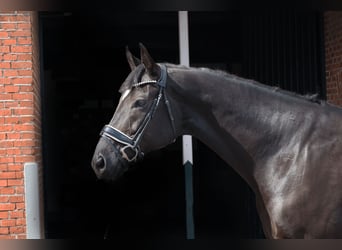 Hannoveraner, Wallach, 12 Jahre, 172 cm, Rappe