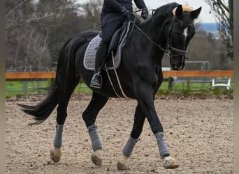 Hannoveraner, Wallach, 12 Jahre, 172 cm, Rappe