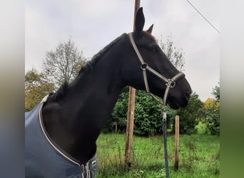 Hannoveraner, Wallach, 12 Jahre, 172 cm, Rappe