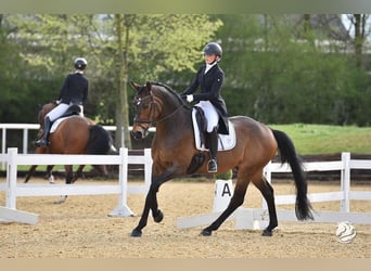 Hannoveraner, Wallach, 12 Jahre, 173 cm, Dunkelbrauner