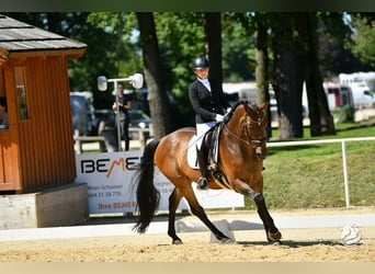 Hannoveraner, Wallach, 12 Jahre, 173 cm, Dunkelbrauner