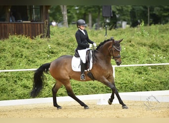 Hannoveraner, Wallach, 12 Jahre, 173 cm, Dunkelbrauner