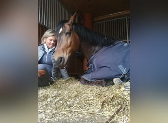 Hannoveraner, Wallach, 12 Jahre, 173 cm, Dunkelbrauner