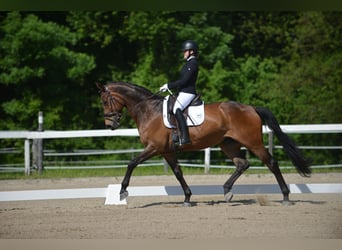 Hannoveraner, Wallach, 12 Jahre, 173 cm, Dunkelbrauner