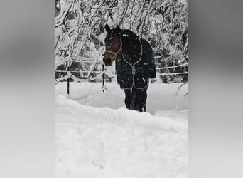 Hannoveraner, Wallach, 12 Jahre, 173 cm, Dunkelbrauner