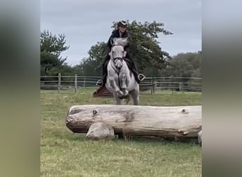 Hannoveraner, Wallach, 12 Jahre, 173 cm, Rappschimmel