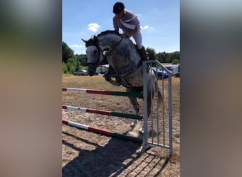 Hannoveraner, Wallach, 12 Jahre, 173 cm, Rappschimmel