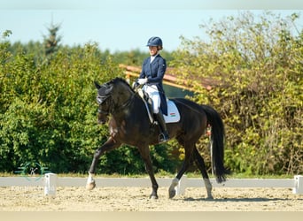 Hannoveraner, Wallach, 12 Jahre, 173 cm, Schwarzbrauner
