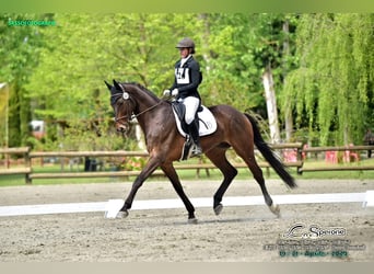 Hannoveraner, Wallach, 12 Jahre, 174 cm, Dunkelbrauner