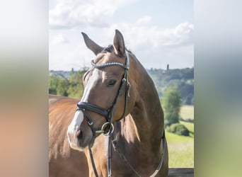 Hannoveraner, Wallach, 12 Jahre, 174 cm, Dunkelbrauner