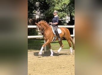 Hannoveraner, Wallach, 12 Jahre, 174 cm, Dunkelfuchs