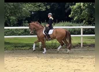 Hannoveraner, Wallach, 12 Jahre, 174 cm, Dunkelfuchs