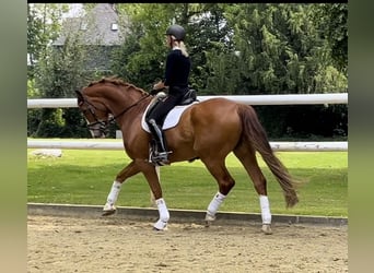 Hannoveraner, Wallach, 12 Jahre, 174 cm, Dunkelfuchs