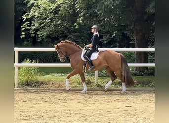 Hannoveraner, Wallach, 12 Jahre, 174 cm, Dunkelfuchs