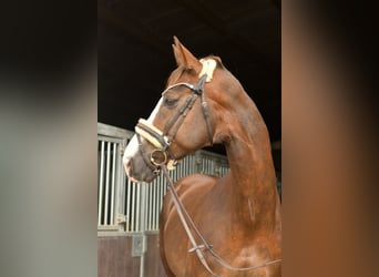 Hannoveraner, Wallach, 12 Jahre, 174 cm, Dunkelfuchs