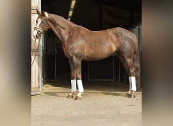 Hannoveraner, Wallach, 12 Jahre, 174 cm, Dunkelfuchs