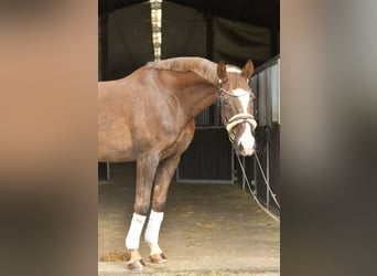 Hannoveraner, Wallach, 12 Jahre, 174 cm, Dunkelfuchs