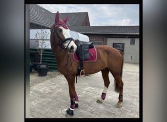 Hannoveraner, Wallach, 12 Jahre, 174 cm, Fuchs