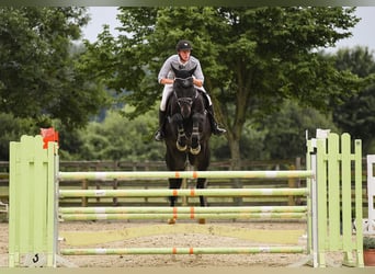 Hannoveraner, Wallach, 12 Jahre, 174 cm, Rappe