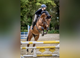 Hannoveraner, Wallach, 12 Jahre, 175 cm, Brauner