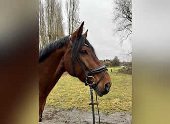 Hannoveraner, Wallach, 12 Jahre, 175 cm, Brauner