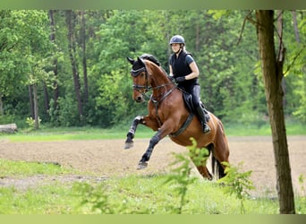 Hannoveraner, Wallach, 12 Jahre, 175 cm, Brauner
