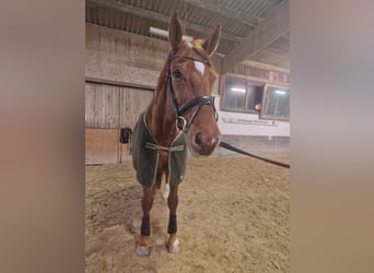 Hannoveraner, Wallach, 12 Jahre, 175 cm