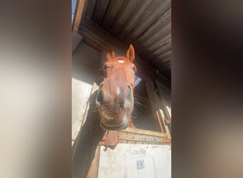 Hannoveraner, Wallach, 12 Jahre, 175 cm