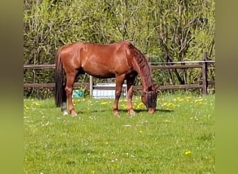 Hannoveraner, Wallach, 12 Jahre, 175 cm