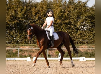 Hannoveraner, Wallach, 12 Jahre, 175 cm