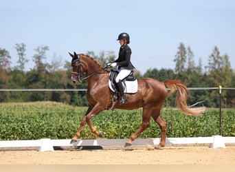 Hannoveraner, Wallach, 12 Jahre, 175 cm, Dunkelfuchs
