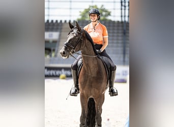 Hannoveraner, Wallach, 12 Jahre, 175 cm, Rappe