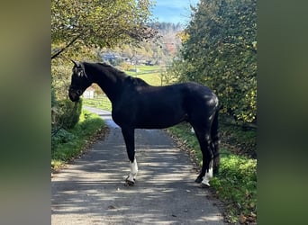 Hannoveraner, Wallach, 12 Jahre, 175 cm, Schwarzbrauner