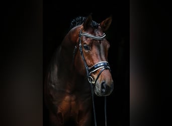 Hannoveraner, Wallach, 12 Jahre, 176 cm, Brauner