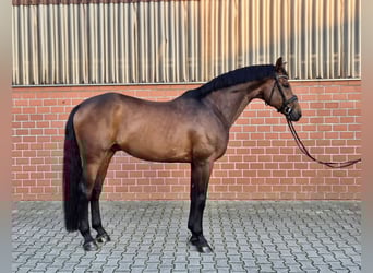 Hannoveraner, Wallach, 12 Jahre, 176 cm, Brauner