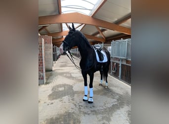 Hannoveraner, Wallach, 12 Jahre, 176 cm, Rappe