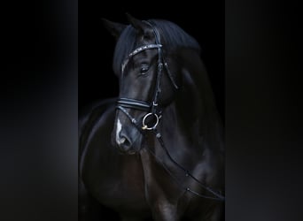 Hannoveraner, Wallach, 12 Jahre, 178 cm, Rappe