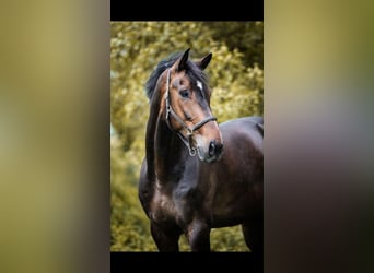 Hannoveraner, Wallach, 12 Jahre, 179 cm, Dunkelbrauner