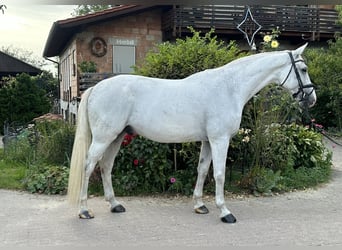 Hannoveraner, Wallach, 12 Jahre, 179 cm, Schimmel