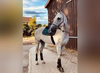 Hannoveraner, Wallach, 12 Jahre, 180 cm, Apfelschimmel