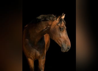 Hannoveraner, Wallach, 12 Jahre, 180 cm, Brauner