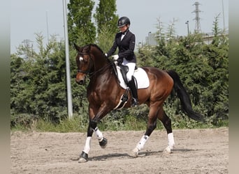 Hannoveraner, Wallach, 12 Jahre, 180 cm, Falbe