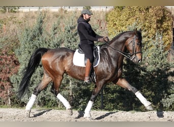 Hannoveraner, Wallach, 12 Jahre, 180 cm, Falbe