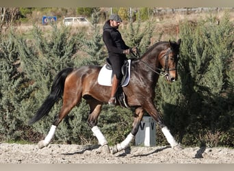 Hannoveraner, Wallach, 12 Jahre, 180 cm, Falbe